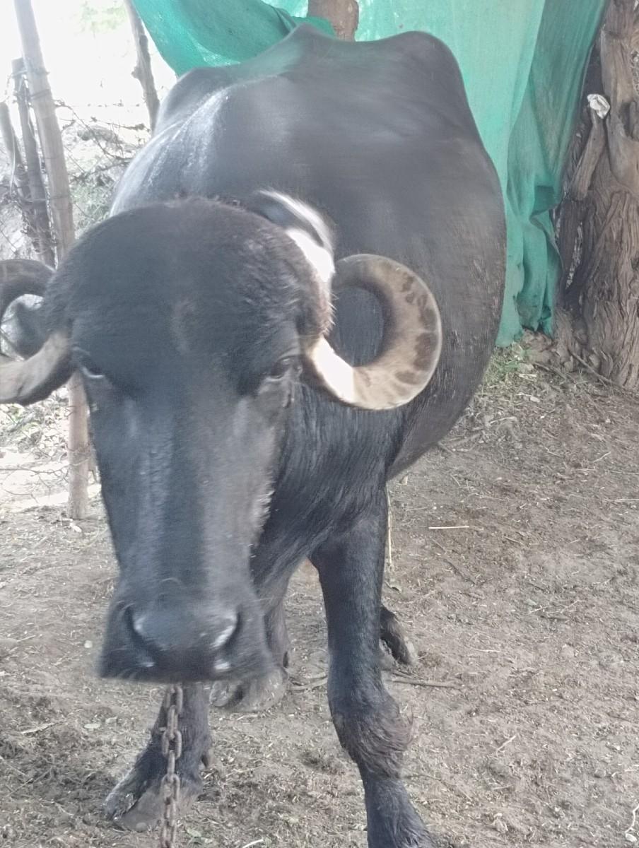 થંબનેલ 3