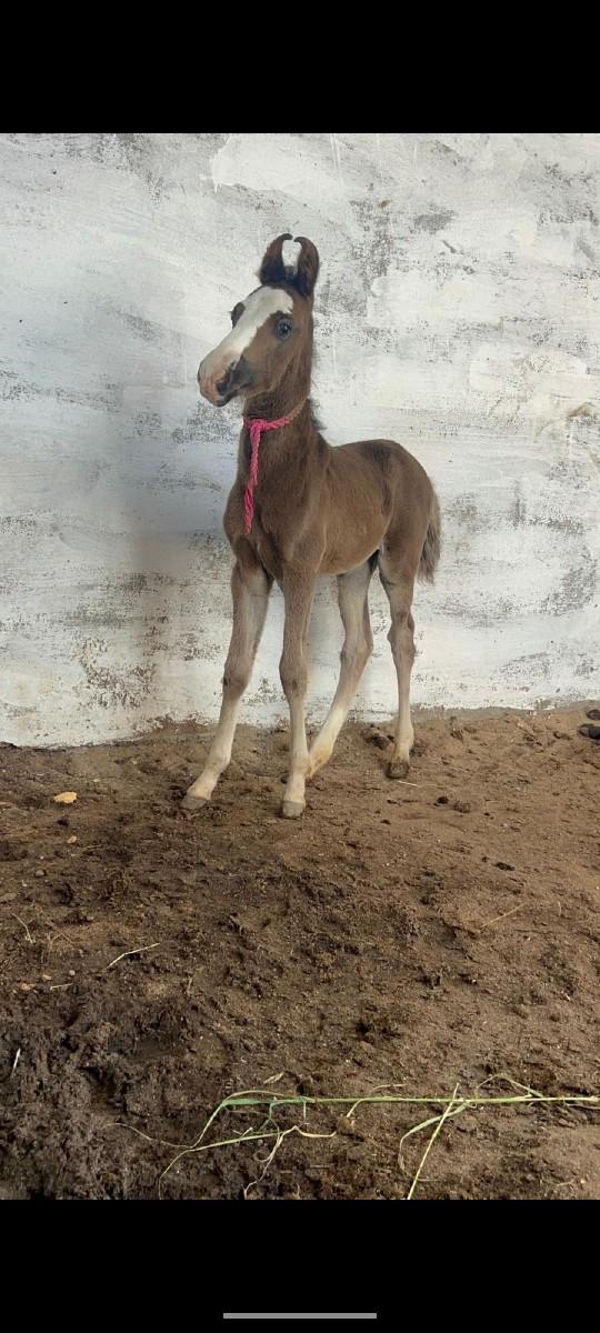 આ ઘોડી વેચવાના છે વશેરી