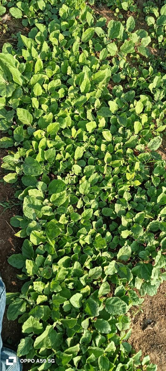 ગોટી રિંગડિ નો રોપ વેચવાનો છે