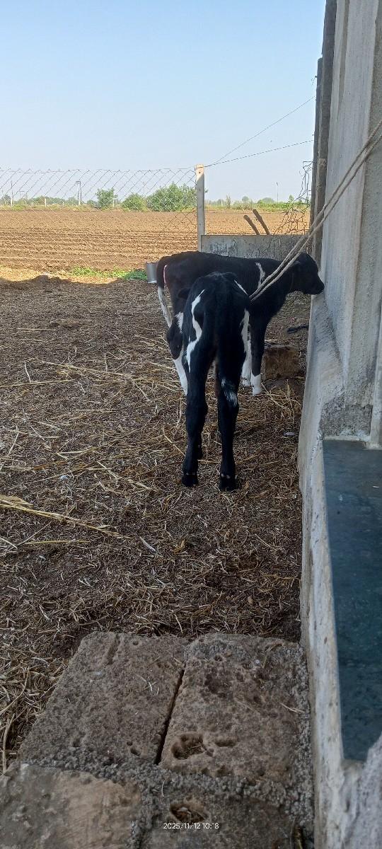 થંબનેલ 3