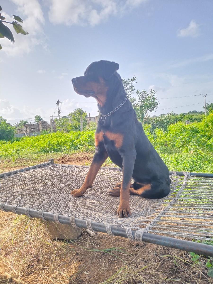 थंबनेल 3