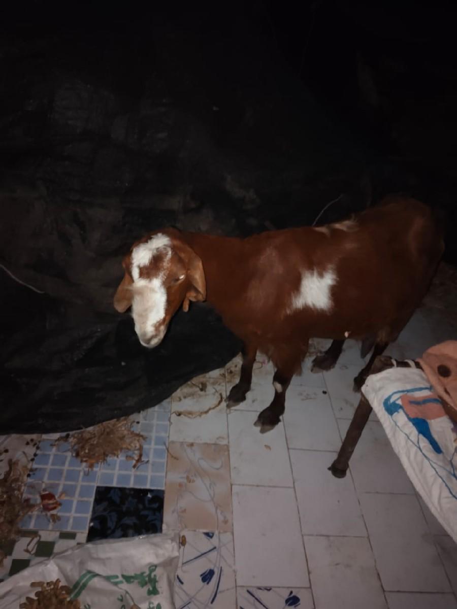 બકરી વેચવાની છે