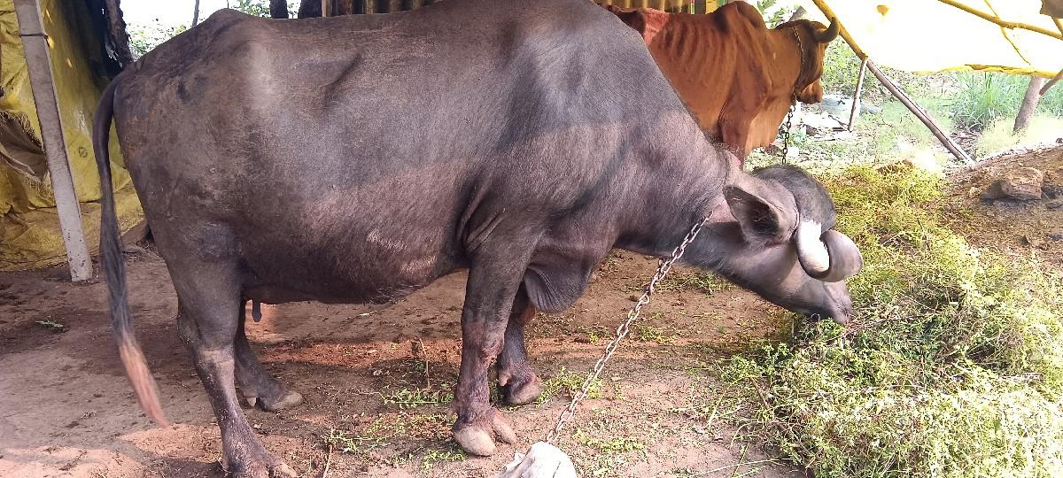 થંબનેલ 3