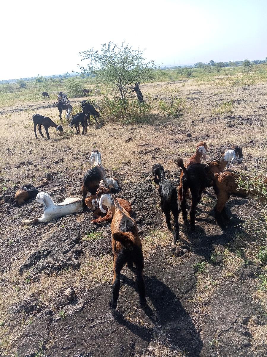 5 બોકડા વેસવાના છે