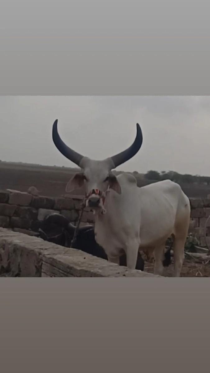 બળદ વેચવાનો છે