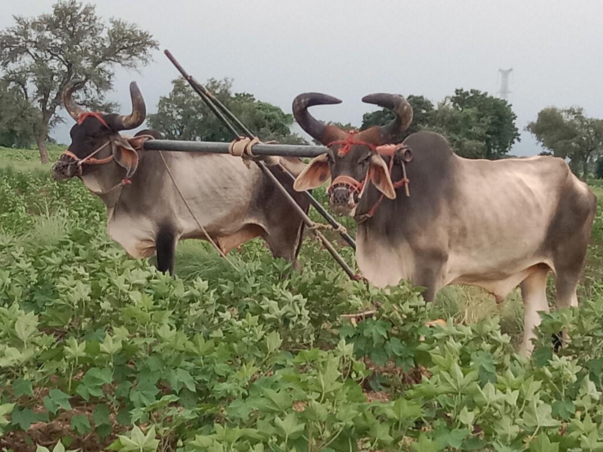 બળદ વેચવાના છે