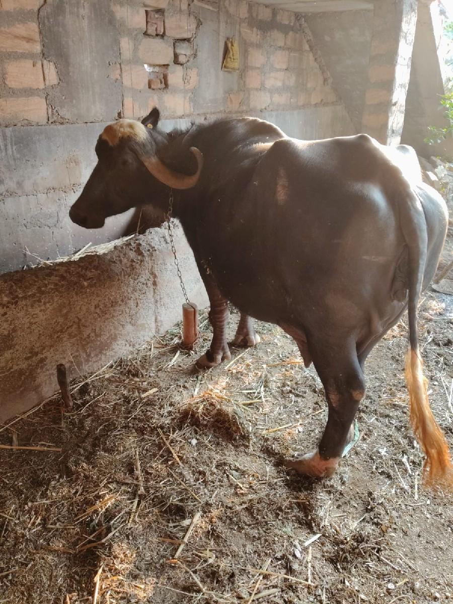 થંબનેલ 2