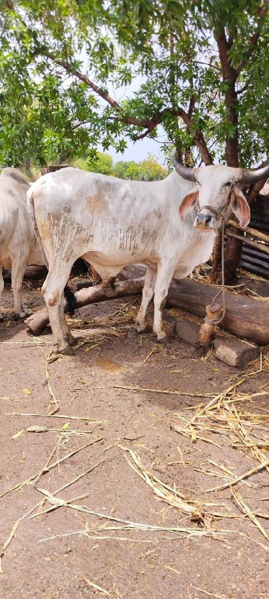 કાંકરિયા