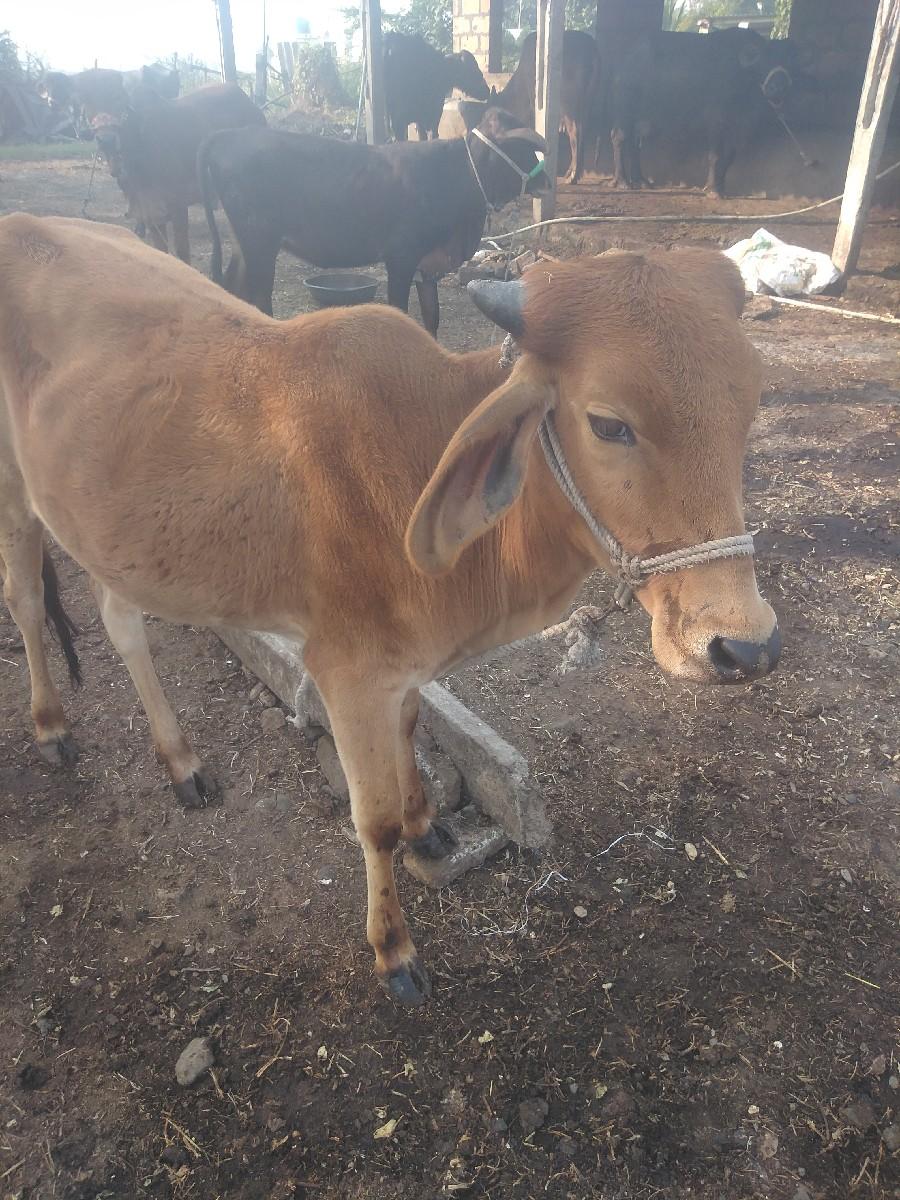 વાછડી વેચવાની છે