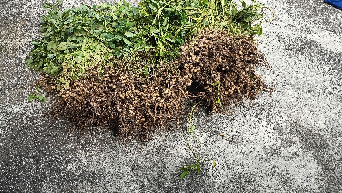 ગિરનાર 4 માંડવી બિયારણ બેસવાનું