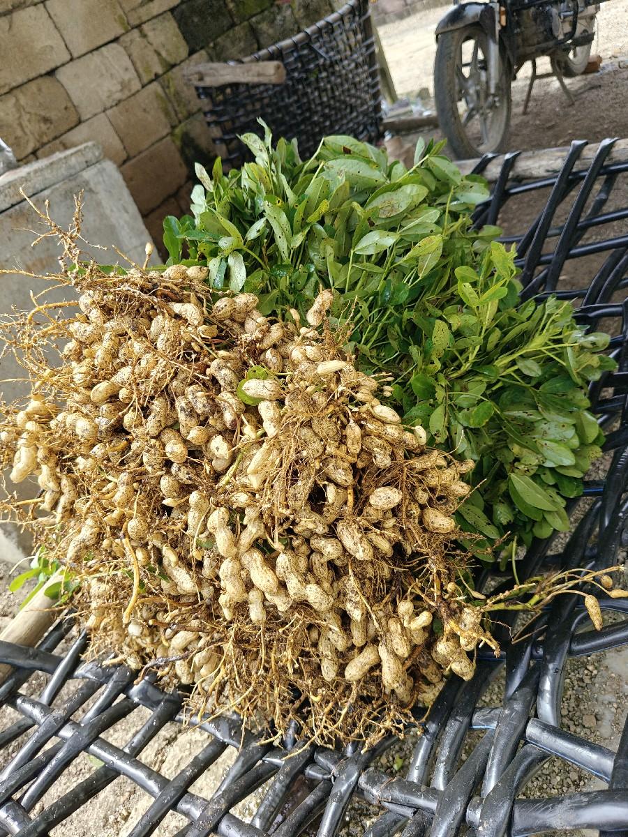 મગફળી બિયારણ