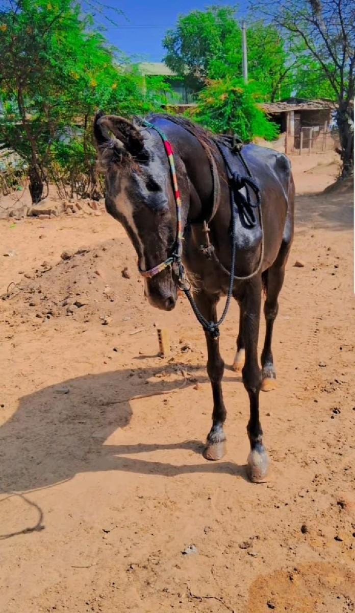 સાટુ કરવાનુછે