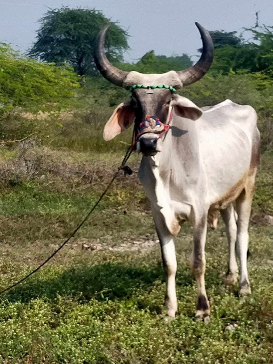વેચવાનો પેલી વાવણી ફુલ જવાબદારી