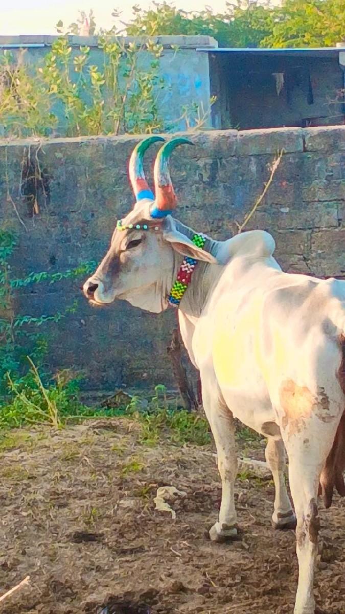 थंबनेल 2