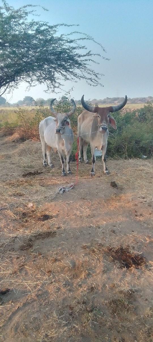 थंबनेल 2