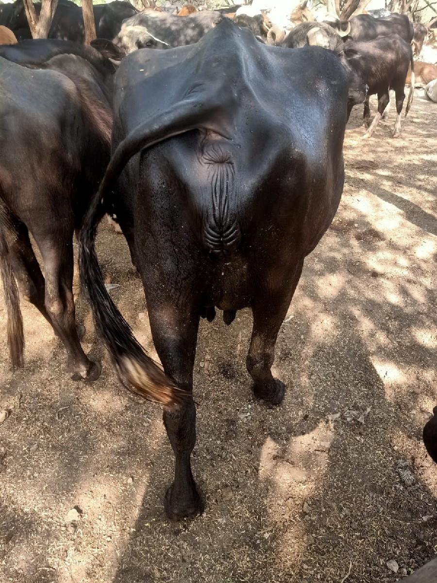 ભેંસ વેચવાની છે