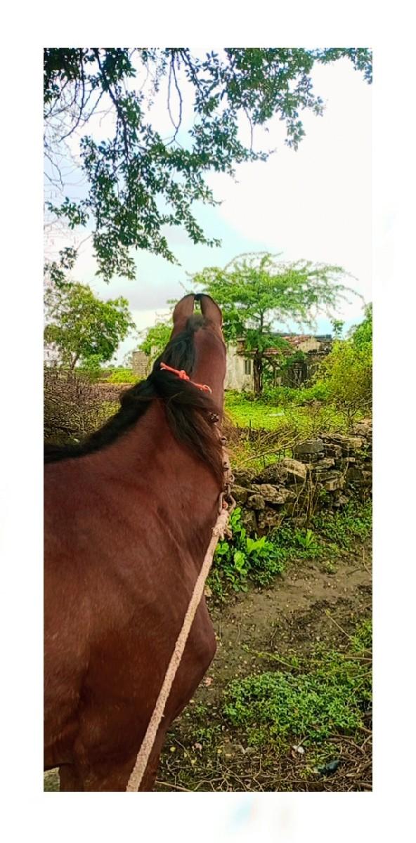 થંબનેલ 3