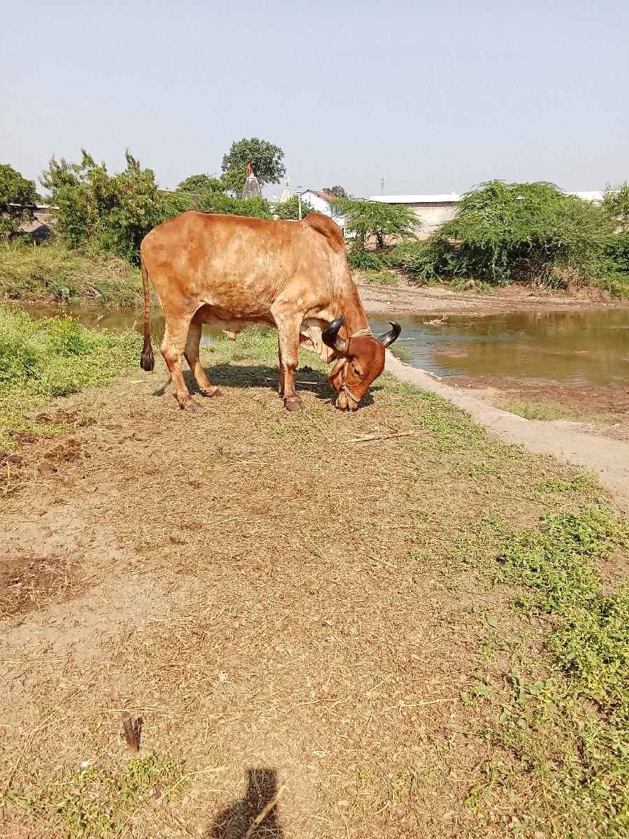 થંબનેલ 3