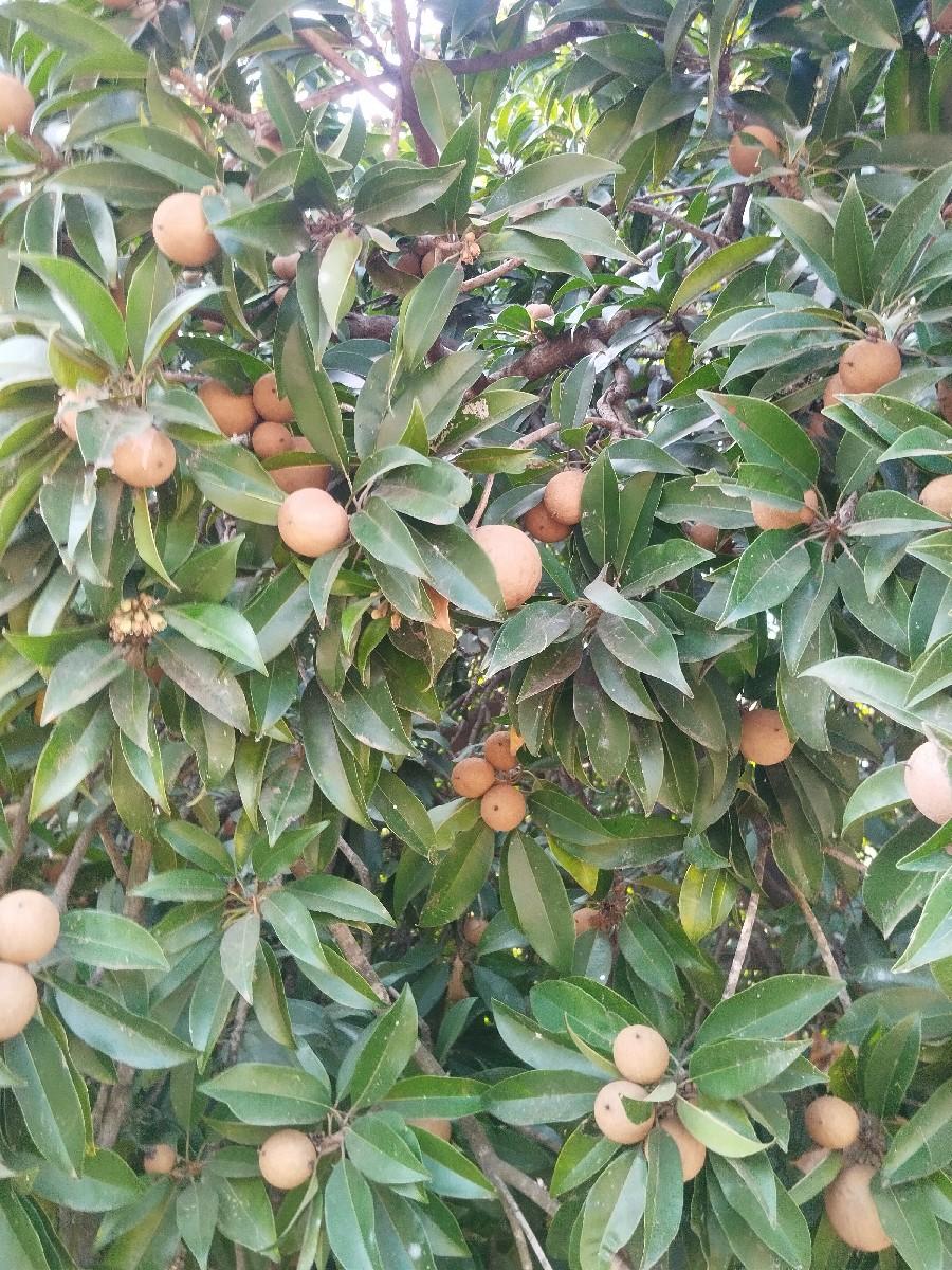 થંબનેલ 3