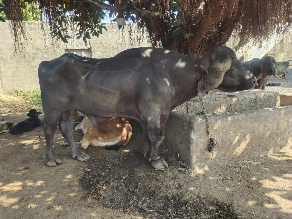 थंबनेल 2