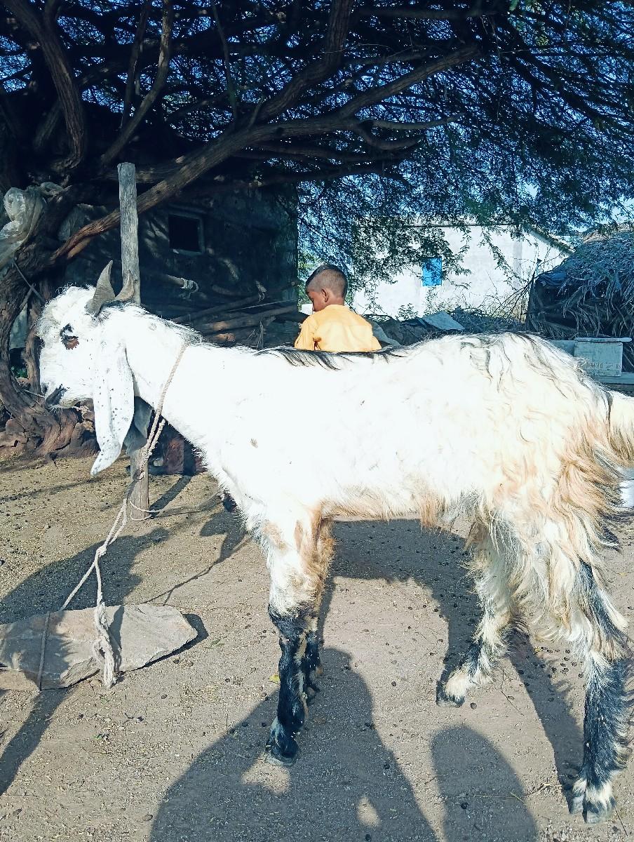 थंबनेल 2