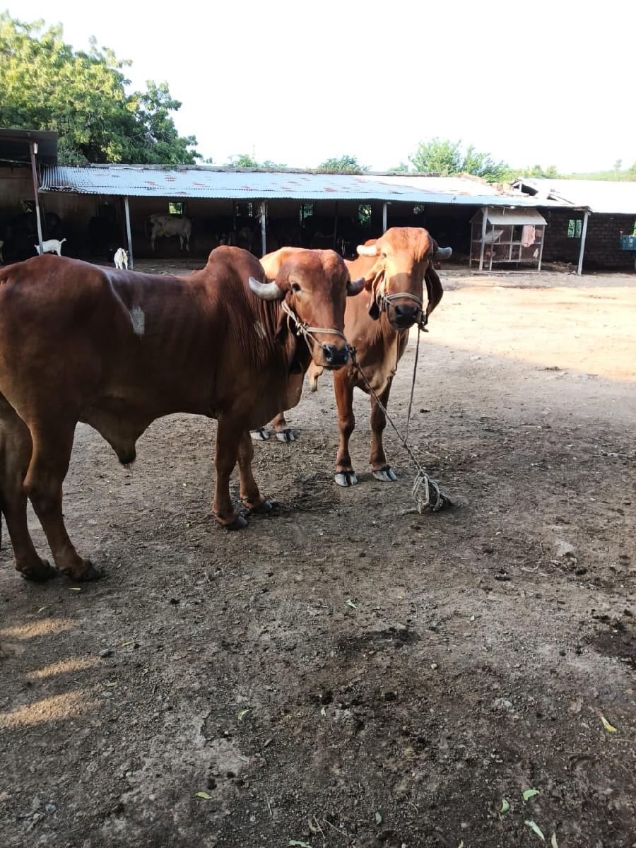 ગોઢલા વેચવાના છે