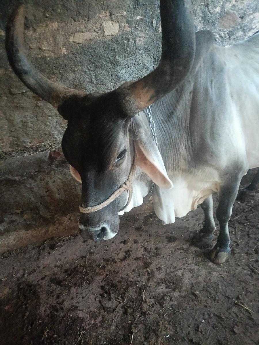 थंबनेल 2