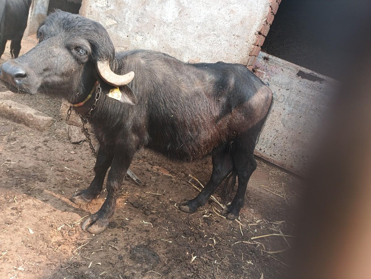 થંબનેલ 2