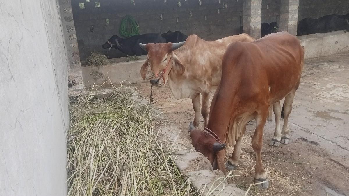 બળદ વેચવાના છે