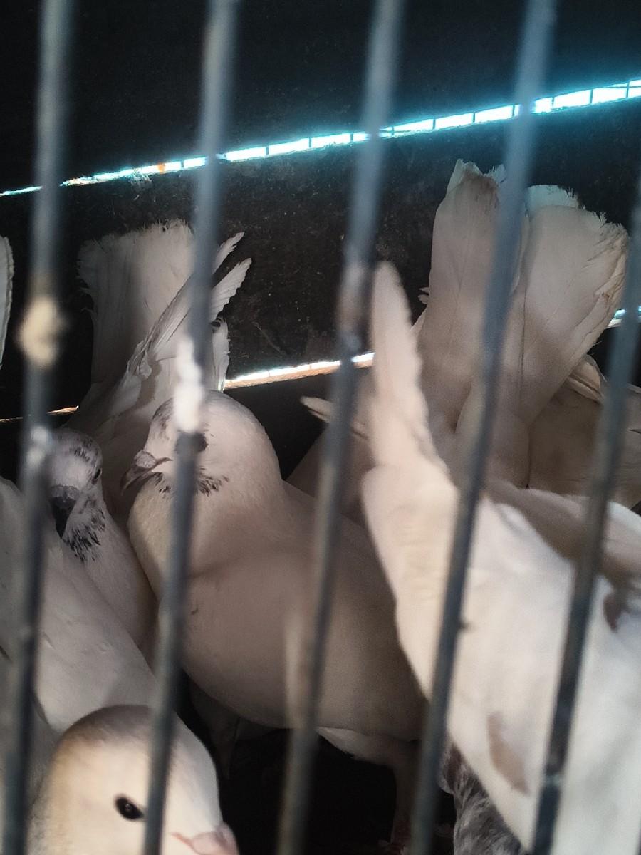 થંબનેલ 3