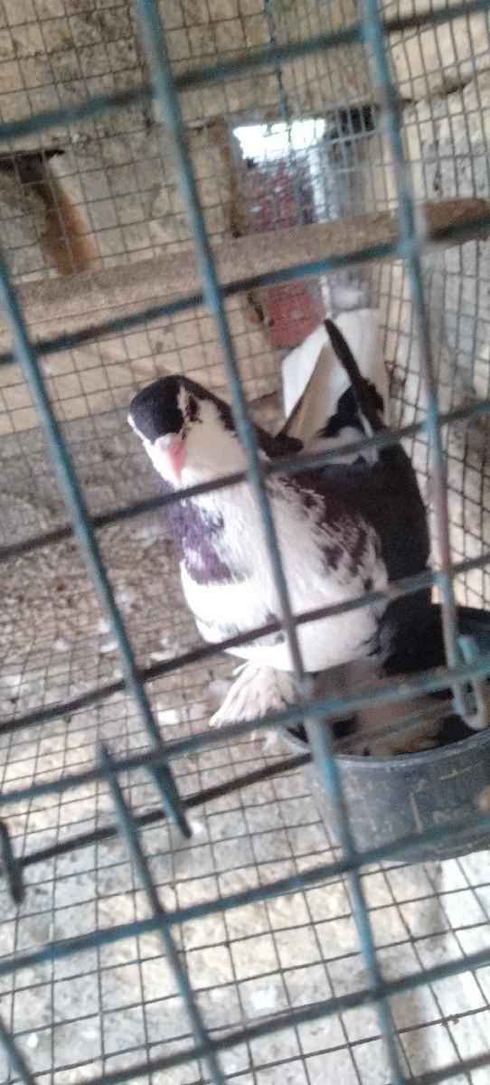 થંબનેલ 2