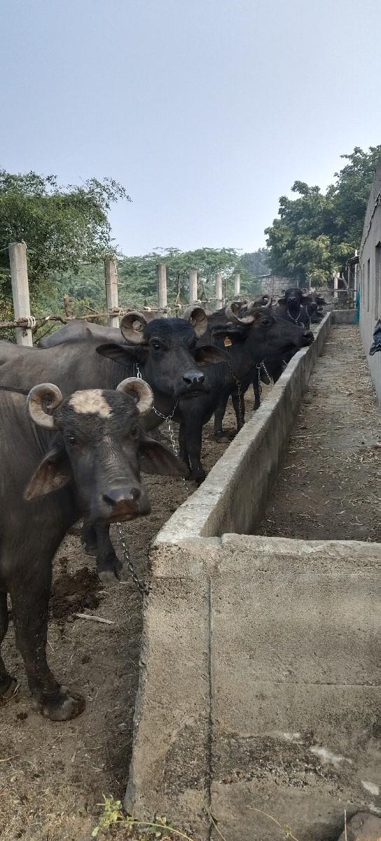 થંબનેલ 2