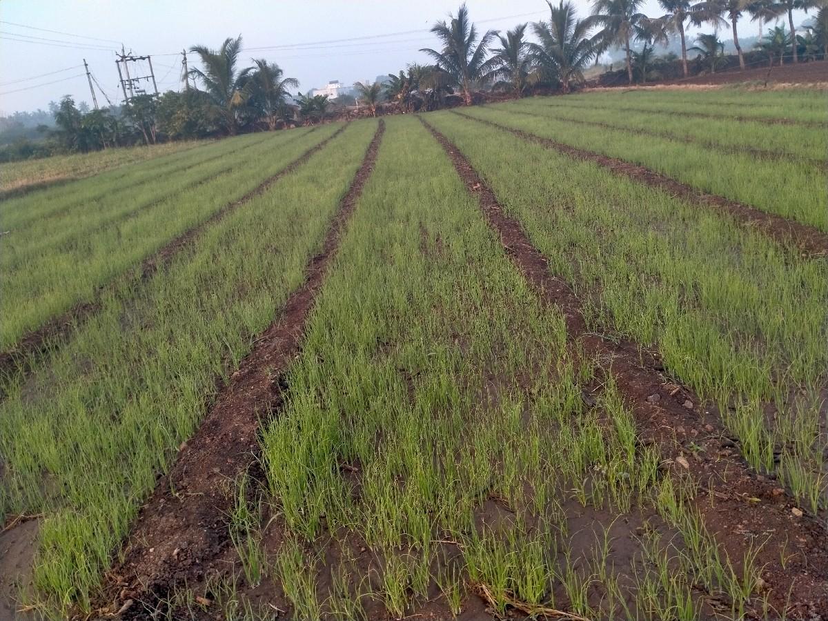 રોપ વેચવા નો છે