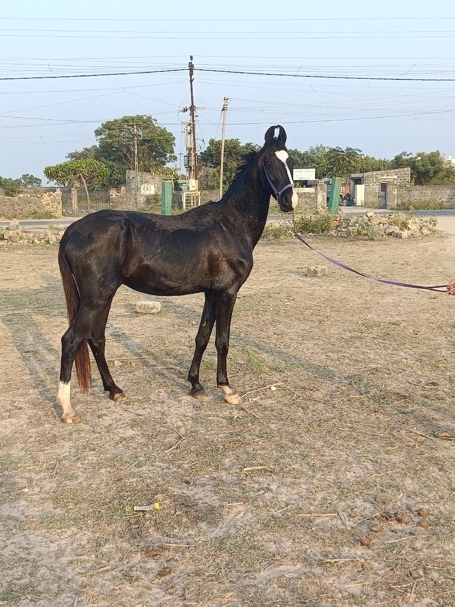 વછેરો ઘોડો વેચવાનો છે