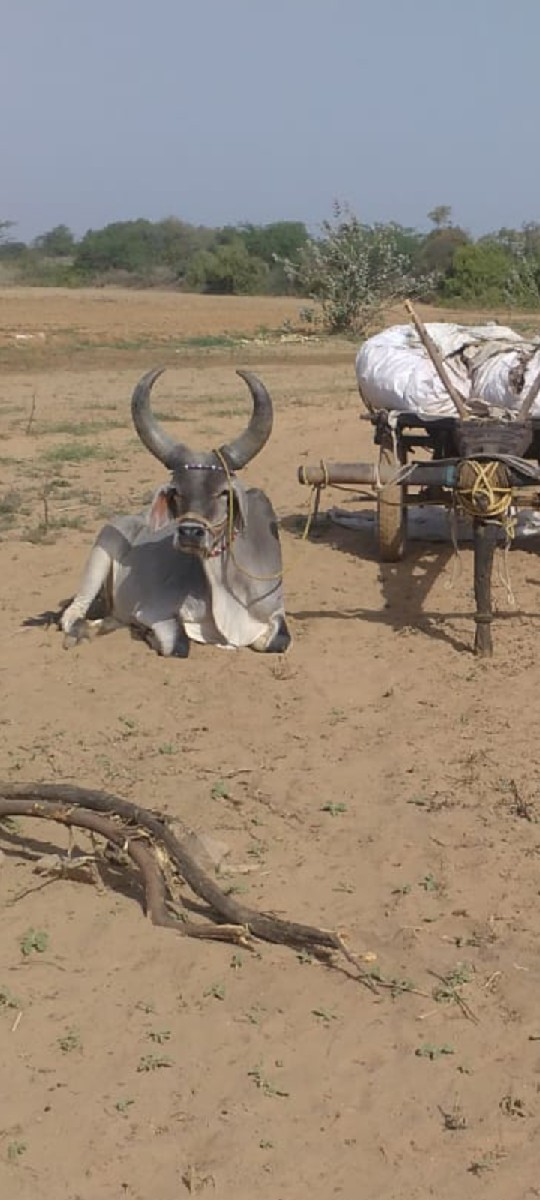 આવો વઢિયારો લેવાનો છે.