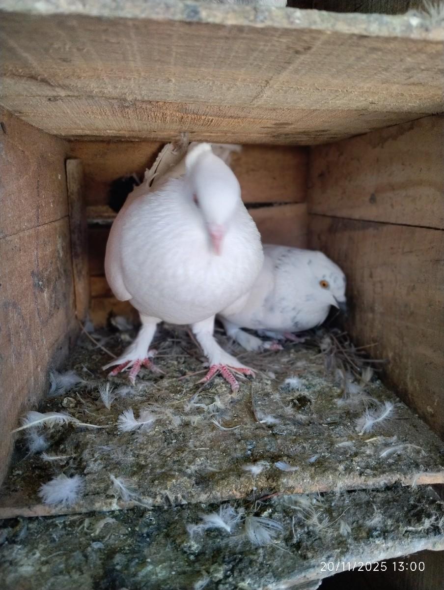 थंबनेल 3