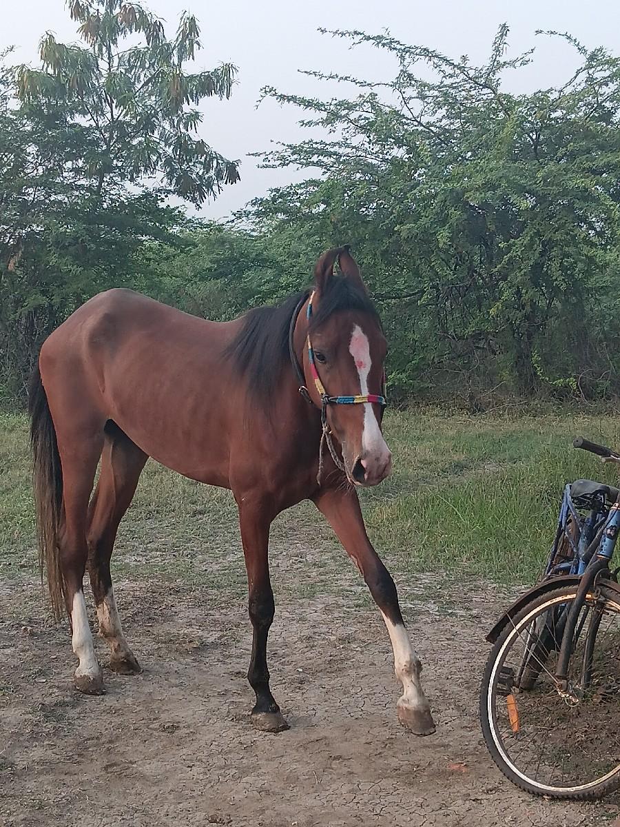 ઘોડી ના સાટા કરવાના છે