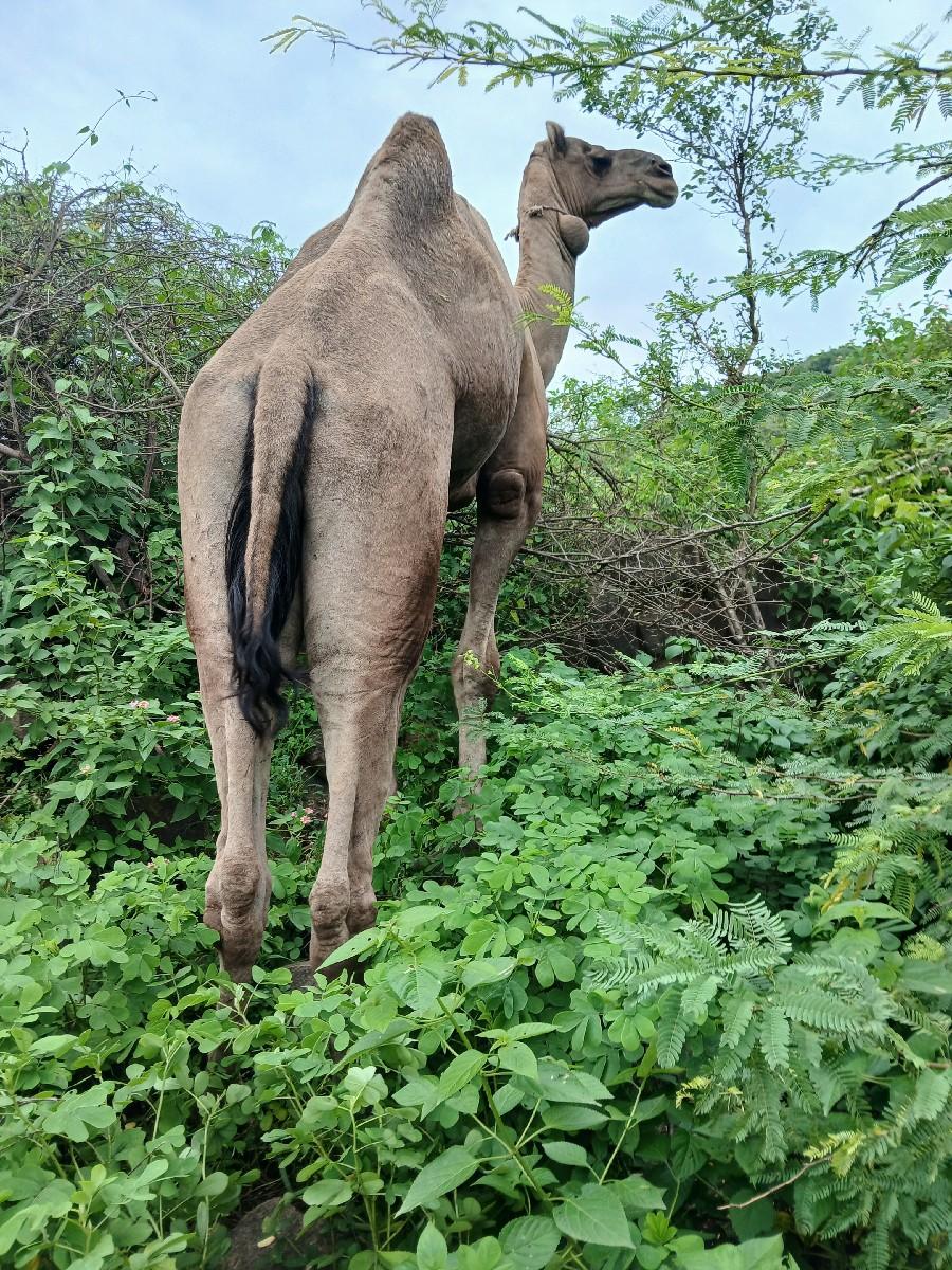 થંબનેલ 2