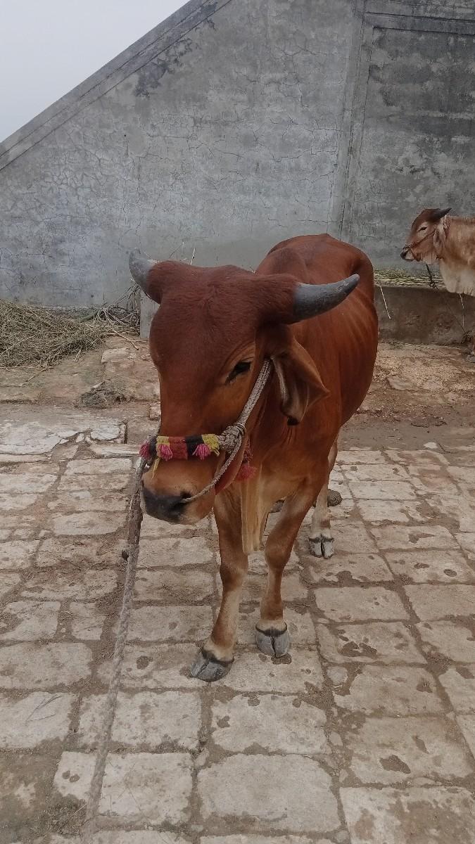 બળદ વેચવાના છે