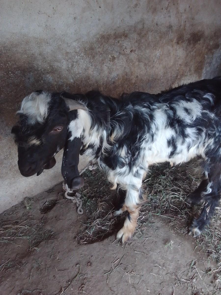 બોકડો વેસવાનોસે