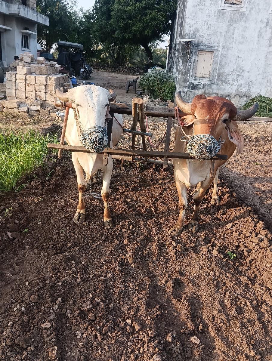 બળદ વેચવાના છે
