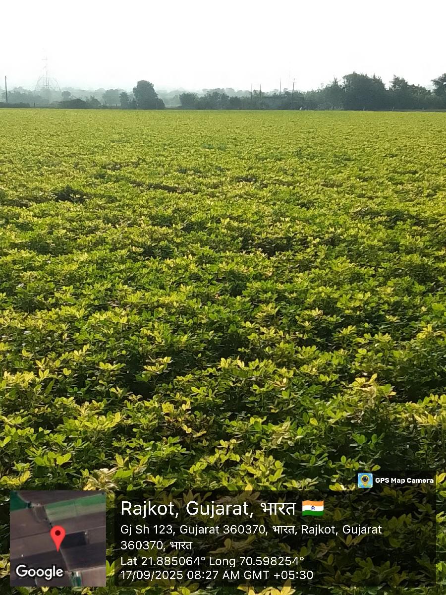 મગફળી કોળી વેચવાની છે 20 નંબર