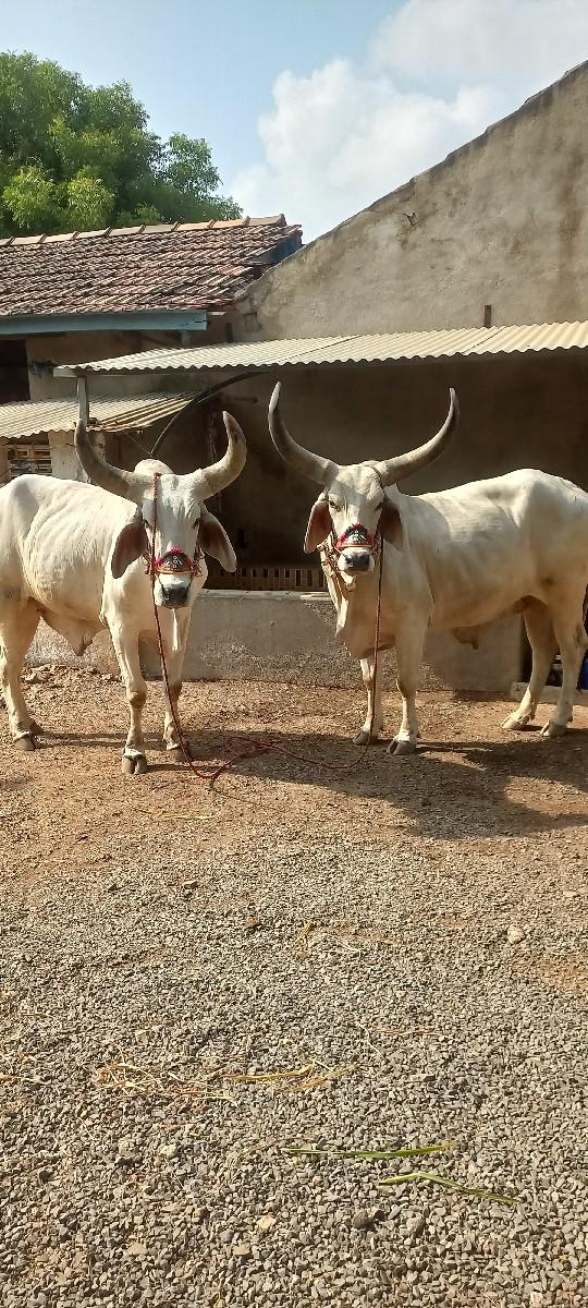 થંબનેલ 3