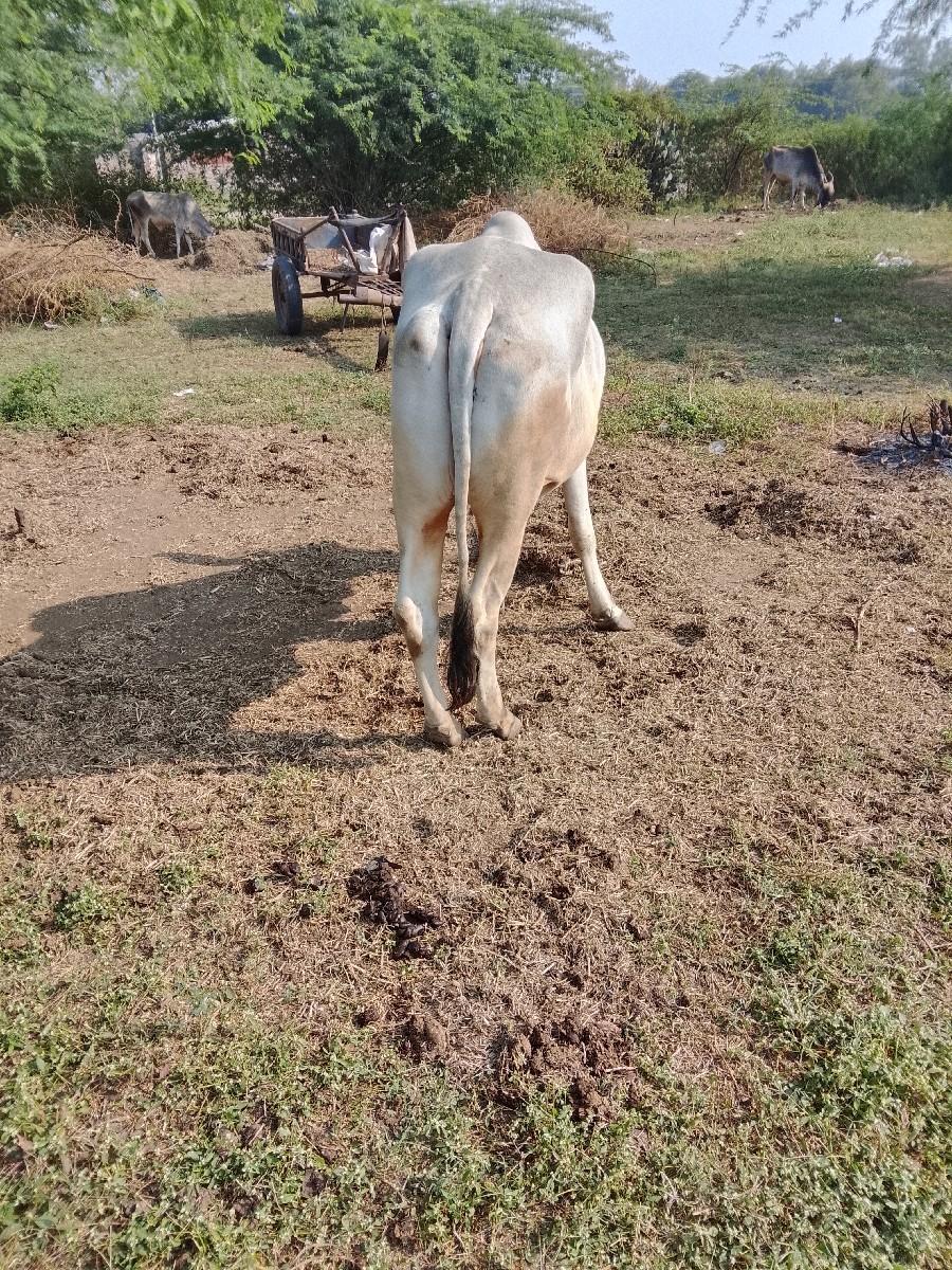 થંબનેલ 3