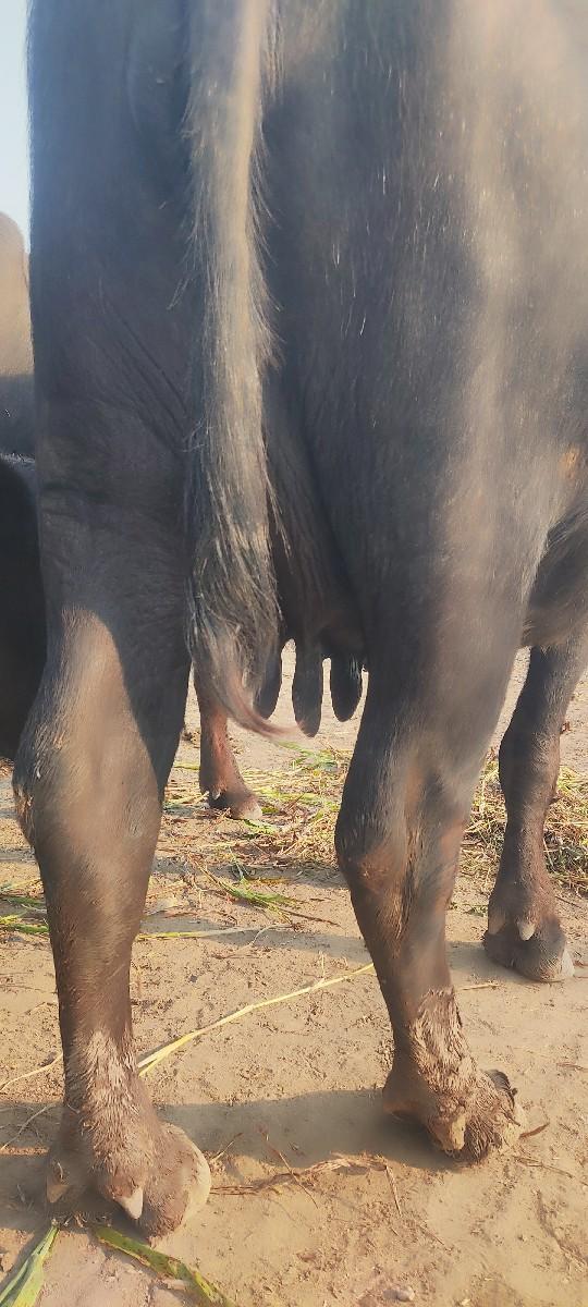 થંબનેલ 3