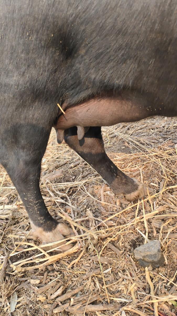 थंबनेल 2