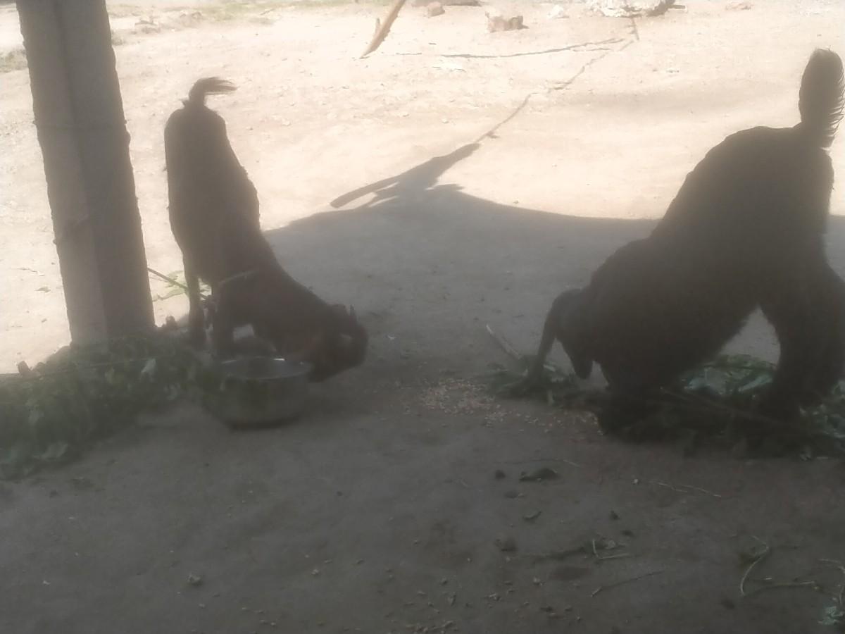 थंबनेल 3