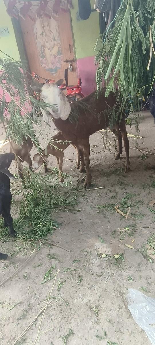 थंबनेल 3