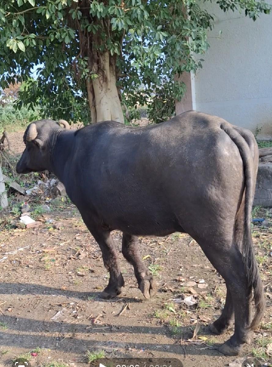 થંબનેલ 2