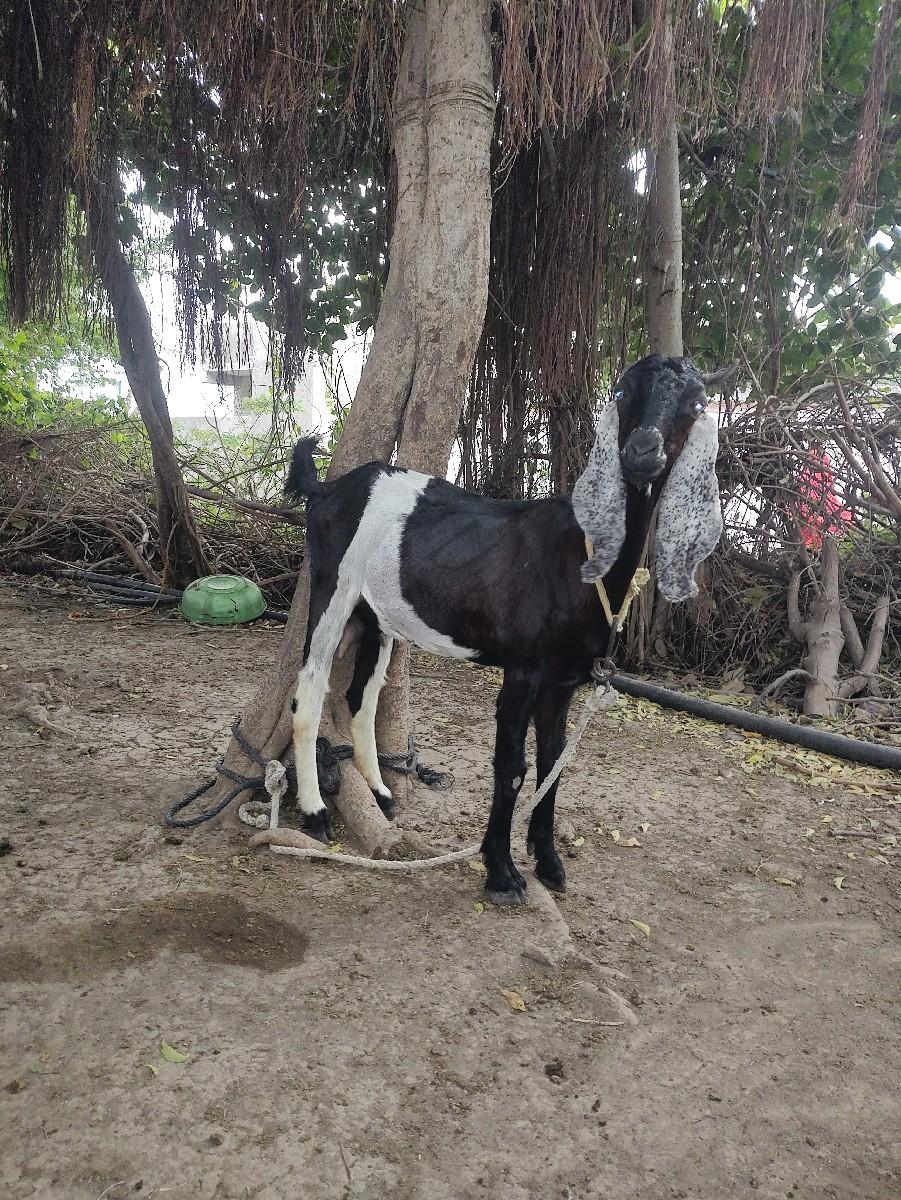 थंबनेल 3